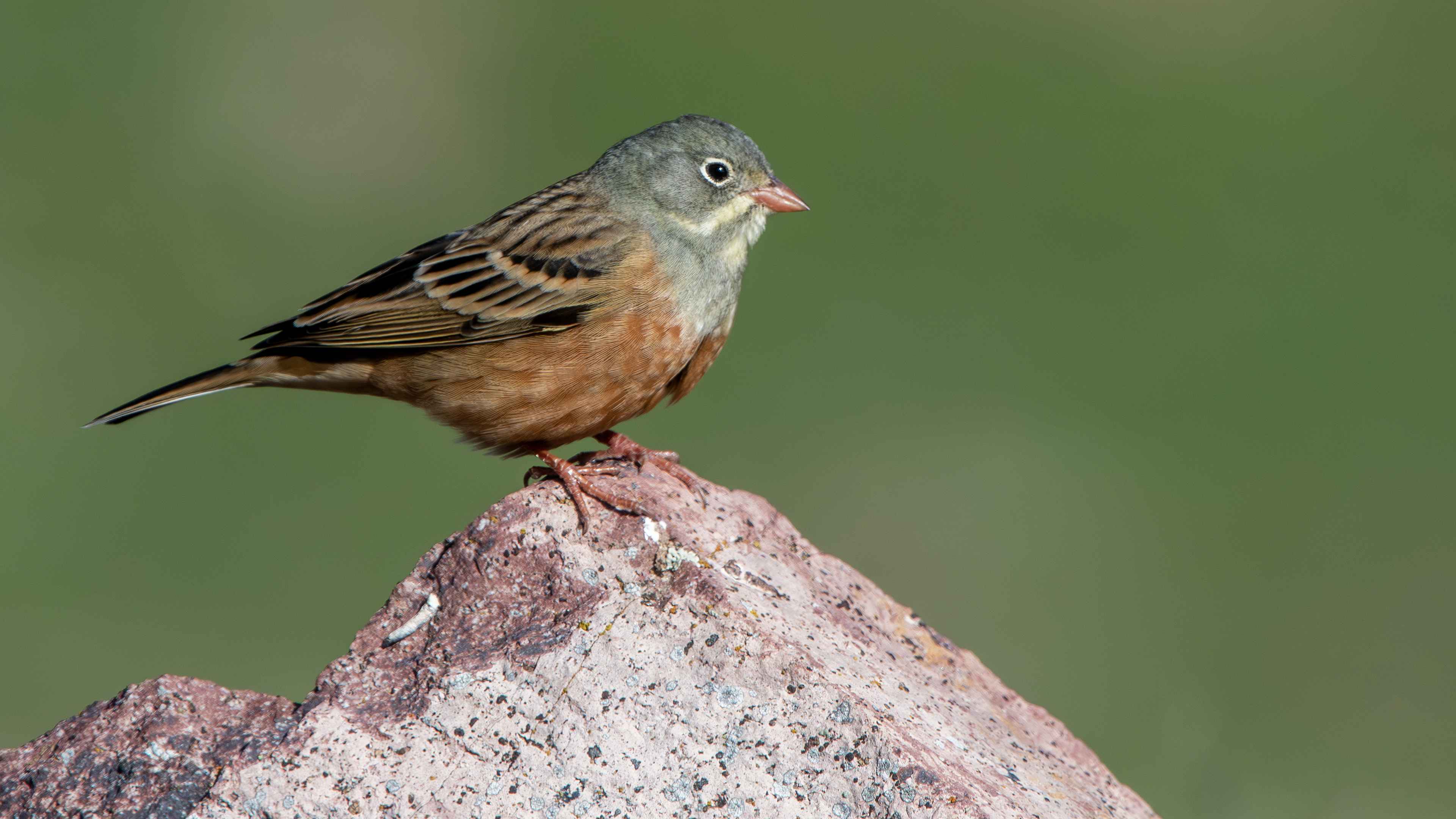 Ortolan Bunting